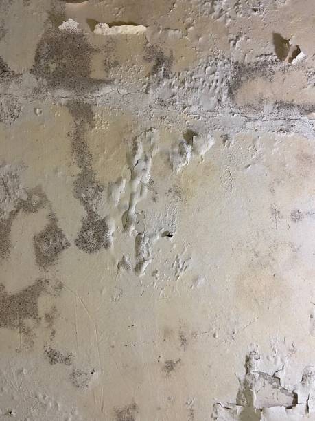 Best Commercial Mold Remediation in Adamstown, PA